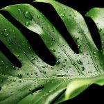 monstera variegata