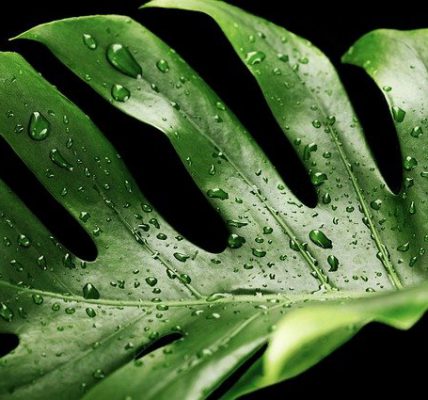 monstera variegata