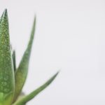 jak kwitnie aloes