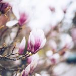 Kiedy kwitnie magnolia
