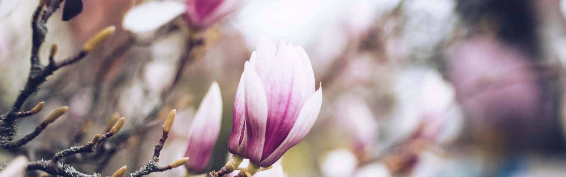 Kiedy kwitnie magnolia