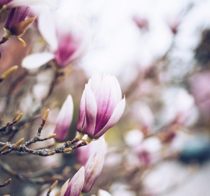 Kiedy kwitnie magnolia