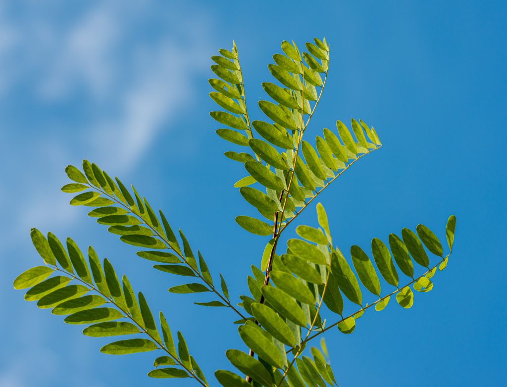 kiedy kwitnie akacja