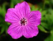 Dlaczego pelargonia nie kwitnie