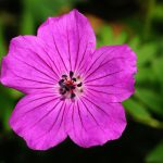 Dlaczego pelargonia nie kwitnie