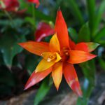 Kwiat bromelia - co ile podlewać