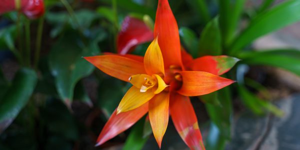 Kwiat bromelia - co ile podlewać