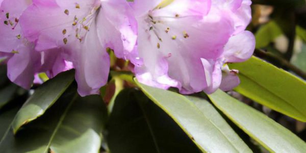 Ziemia do rododendronów - co wybrać?