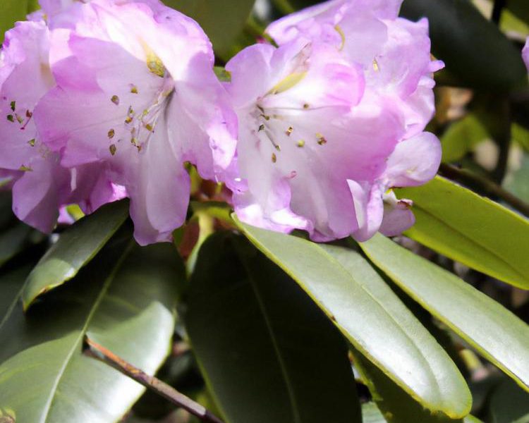 Ziemia do rododendronów - co wybrać?