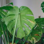 monstera ma plamy na liściach