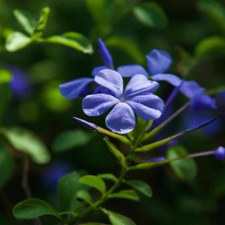 kiedy kwitnie fiołek