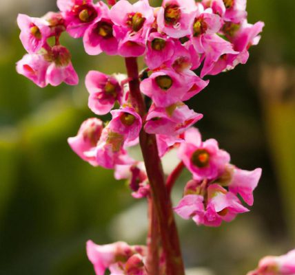 Kiedy kwitnie bergenia