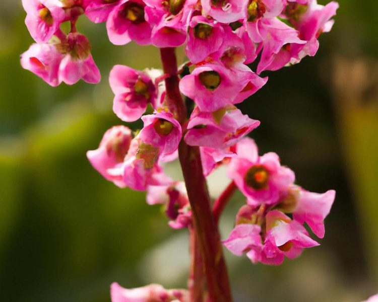 Kiedy kwitnie bergenia