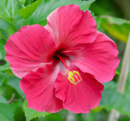 Kiedy kwitnie hibiskus