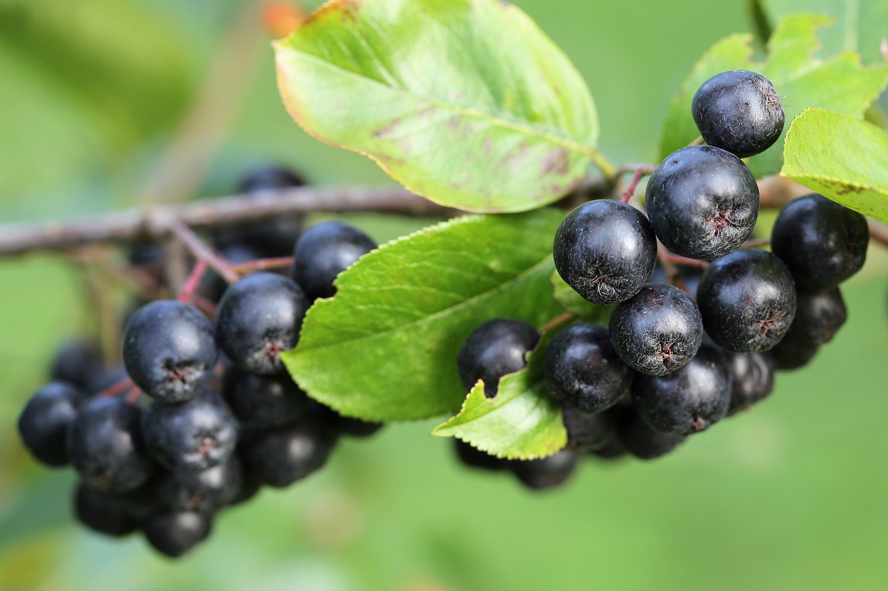 Kiedy kwitnie aronia