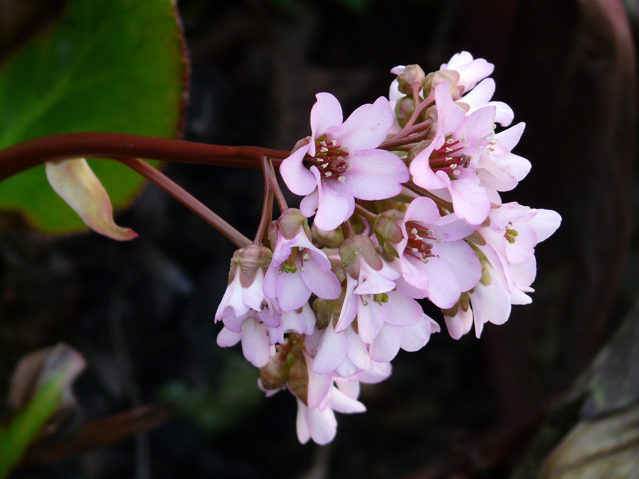 Kiedy kwitnie bergenia