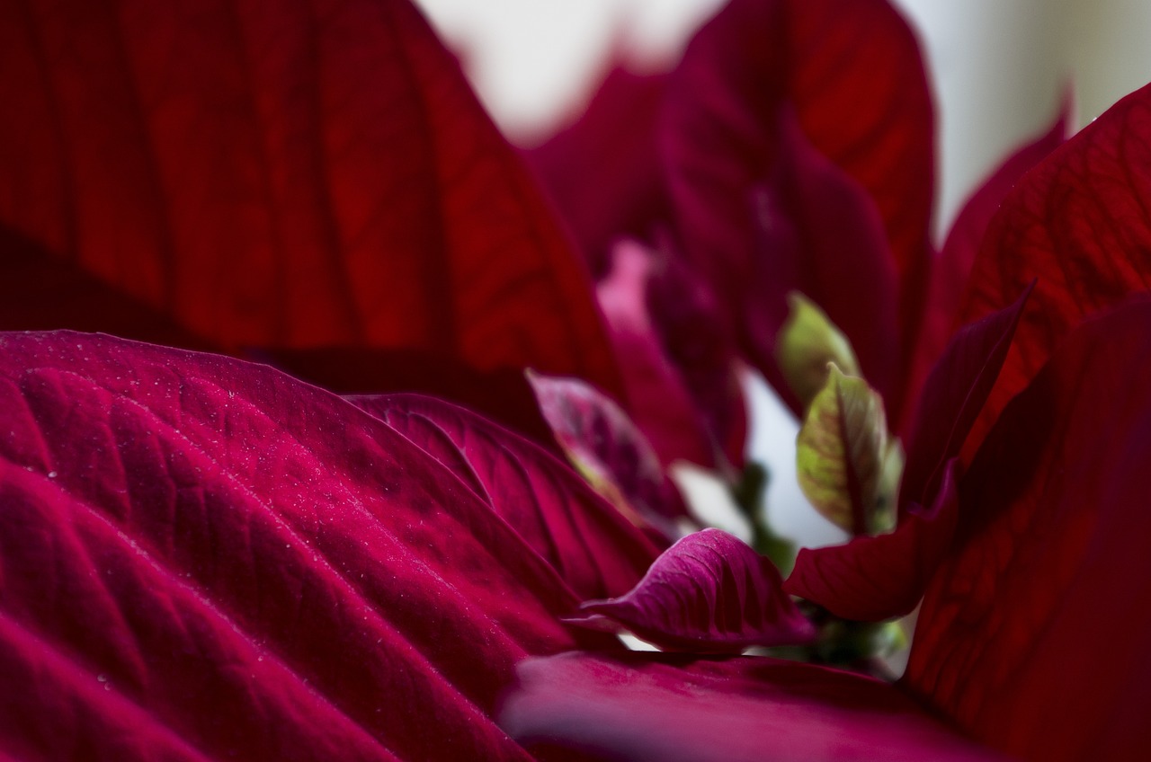 kiedy kwitnie gwiazda betlejemska