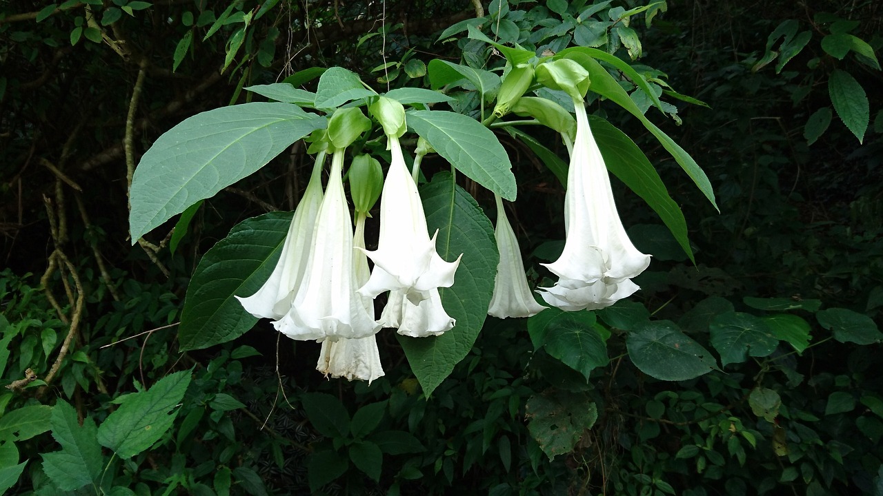 kiedy kwitnie datura