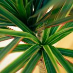 kiedy kwitnie dracena