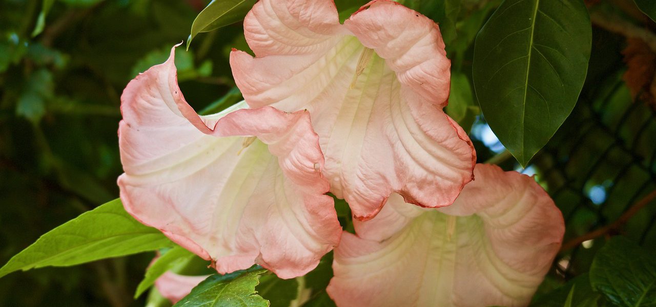 kiedy kwitnie datura