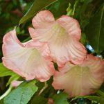 kiedy kwitnie datura