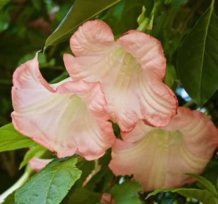 kiedy kwitnie datura