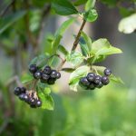 kiedy kwitnie aronia