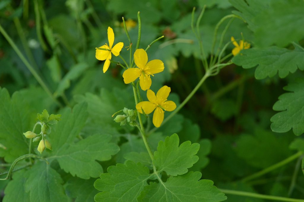 kiedy kwitnie jaskółcze ziele