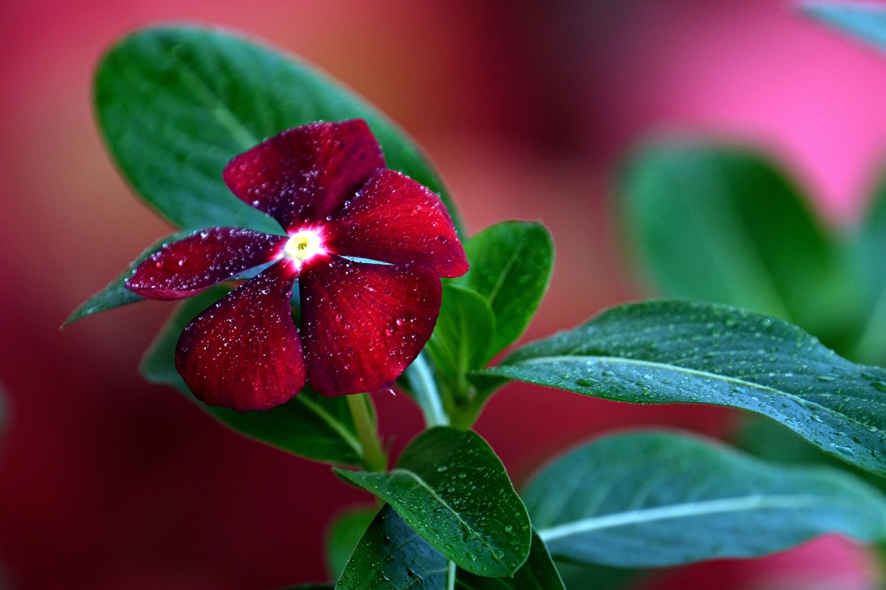 kiedy kwitnie barwinek