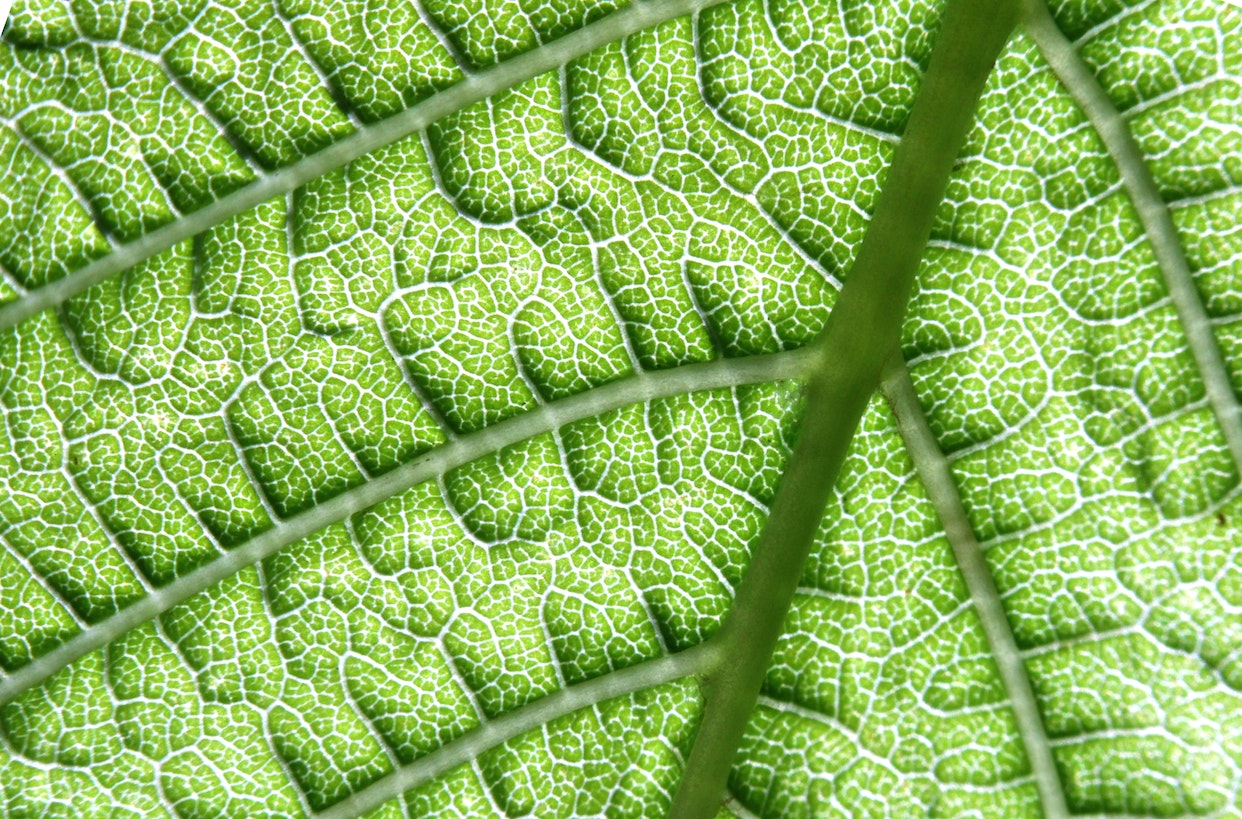 Kiedy kwitnie drzewo tlenowe