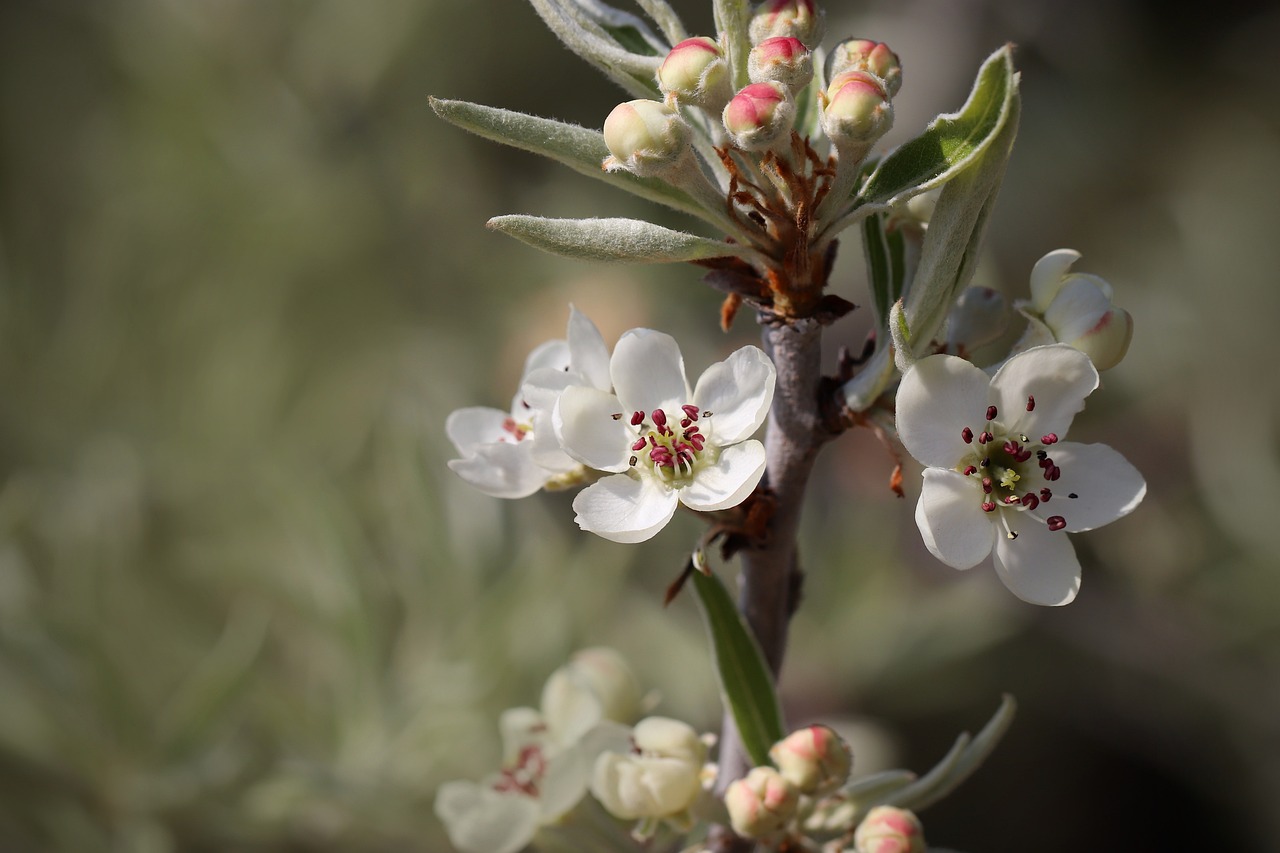 kiedy kwitnie grusza