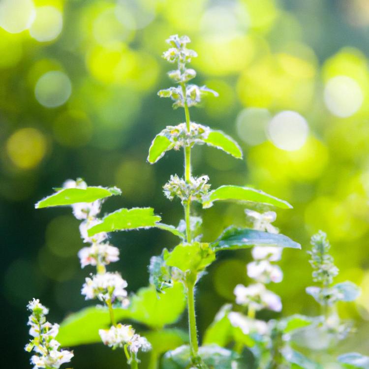 kiedy kwitnie melisa