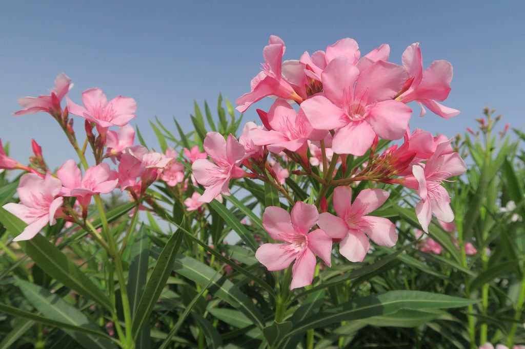kiedy kwitnie oleander