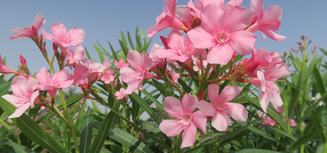 kiedy kwitnie oleander
