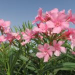 kiedy kwitnie oleander