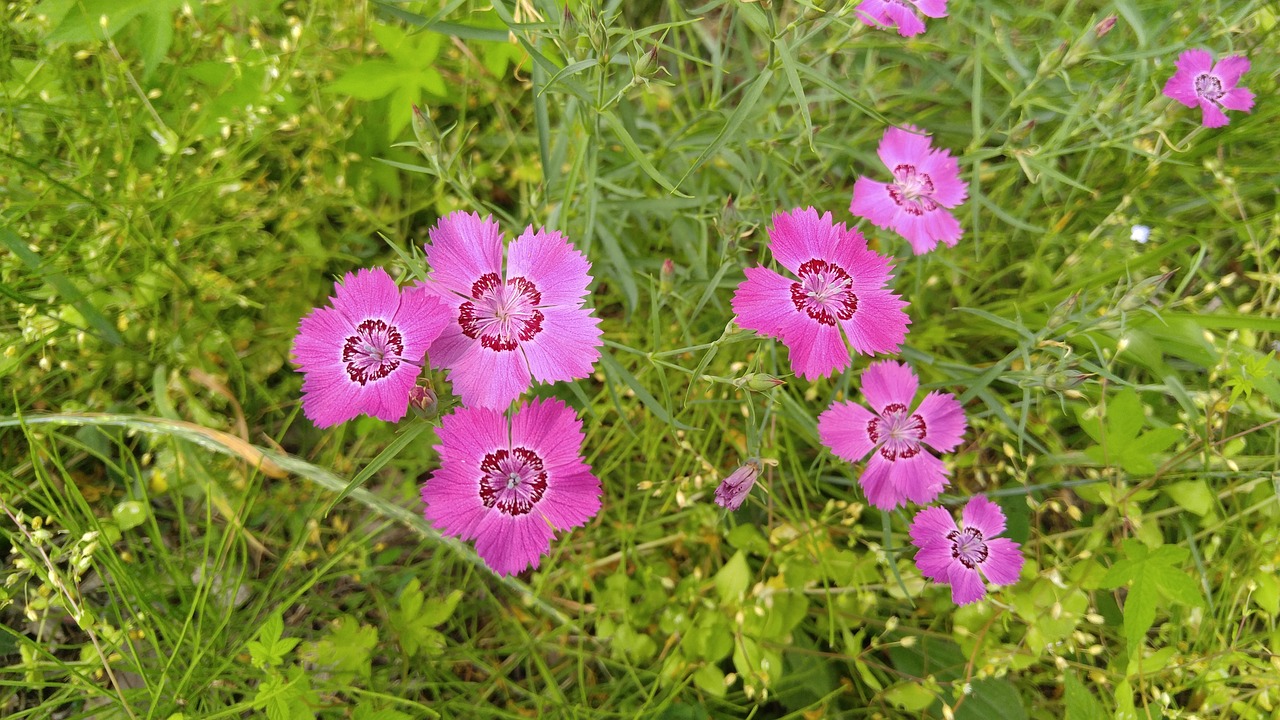 kiedy kwitnie maciejka