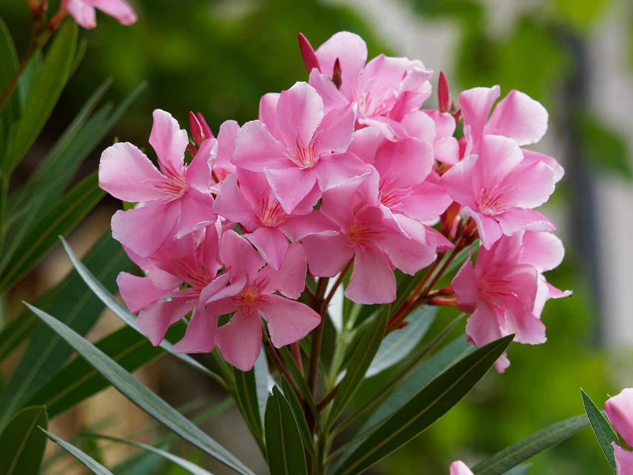 kiedy kwitnie oleander