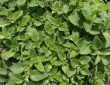 kiedy kwitnie oregano