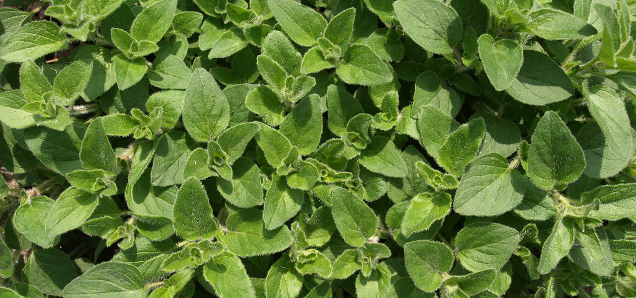 kiedy kwitnie oregano