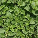 kiedy kwitnie oregano