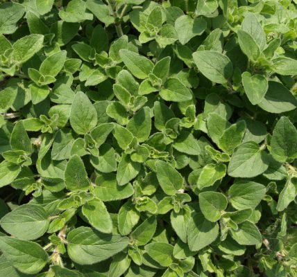 kiedy kwitnie oregano