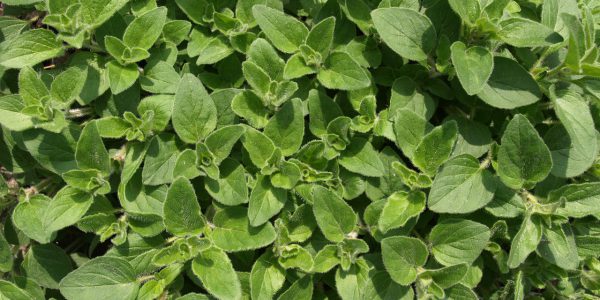 kiedy kwitnie oregano